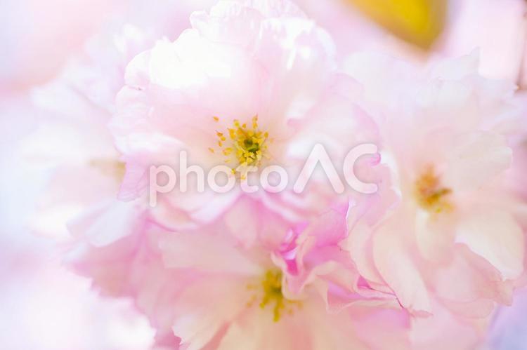 さくらのイメージ05 4月,お天気,お昼の写真素材