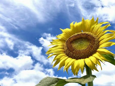 美しい空と元気なひまわり　風になびく ひまわり,美しい,自然の写真素材
