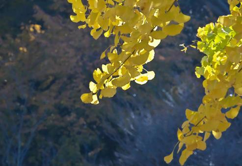 日に照らされるイチョウ 植物,イチョウ,葉っぱの写真素材