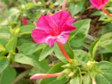 【花の写真】オシロイバナ(白粉花) 【花の写真】オシロイバナ(白粉花)の写真