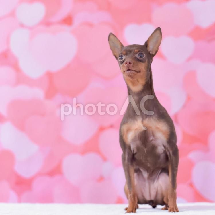 ハートの前でおすわりする犬 犬,ミニピン,ミニチュアピンシャーの写真素材