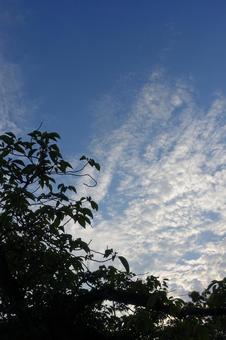 木と空 木と空の写真