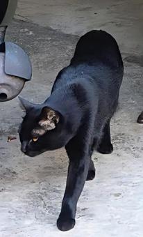黒猫感謝の日 黒猫,動物,風景の写真素材