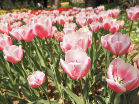 Beautiful white and pink tulips, JPG