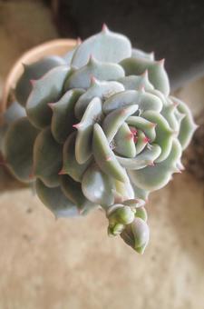 エケベリアの写真