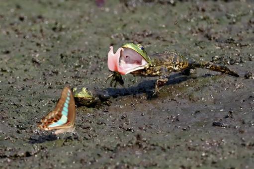 蝶に跳びかかるウシガエル 蝶に跳びかかるウシガエル ウシガエル,食用ガエル,ジャンプの写真素材
