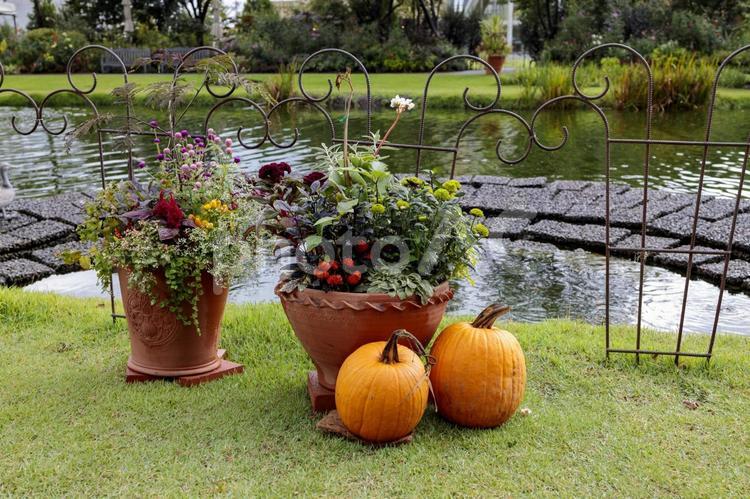 水辺のかぼちゃ 水辺のかぼちゃ,かぼちゃとお花,水辺の写真素材