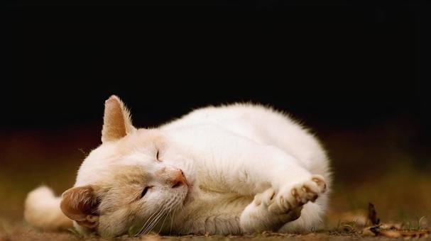 白い猫のポーズ❶ 白い猫のポーズ❶の写真