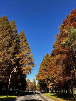 水元公園、ポプラ並木の紅葉 水元公園、ポプラ並木の紅葉 水元公園,葛飾区,公園の写真素材