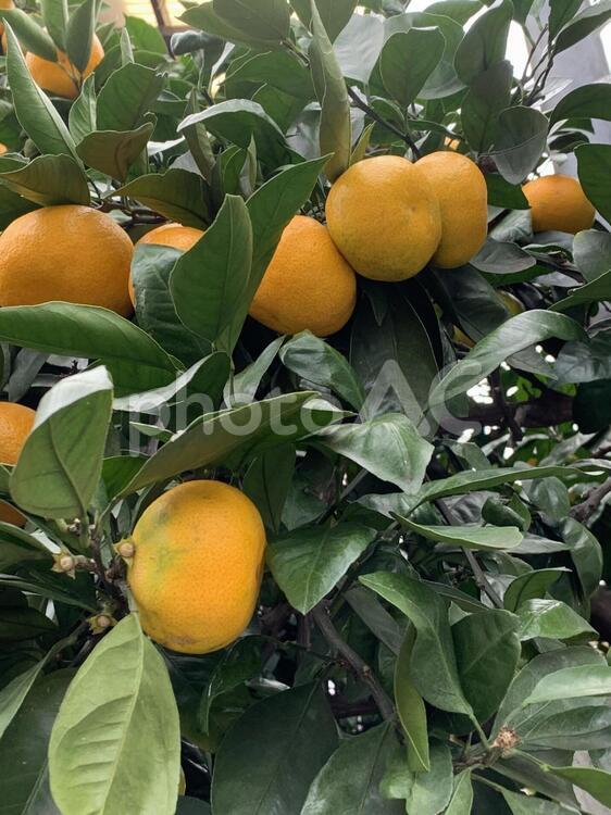 みかんの木 みかんの木,果物,実の写真素材
