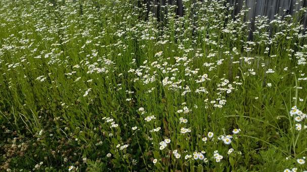 空き地に花がいっぱい咲いていました 空き地に花がいっぱい咲いていましたの写真