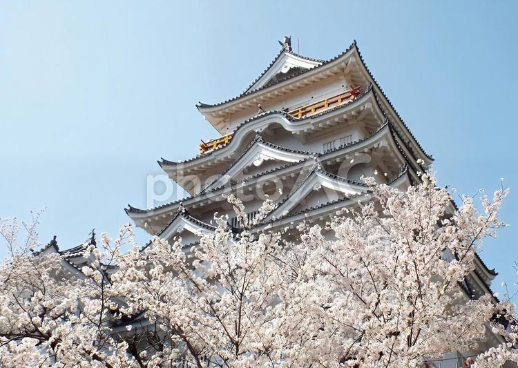 【桜の写真】桜が咲く風景 桜,さくら,サクラの写真素材