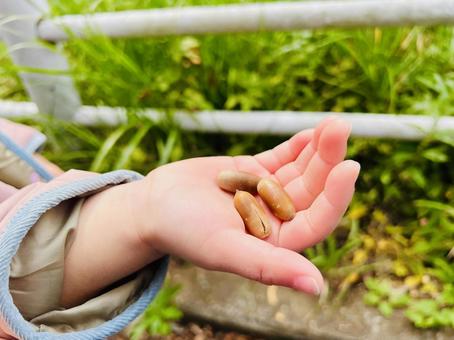 小さな手の中のどんぐり どんぐり,手,子どもの写真素材