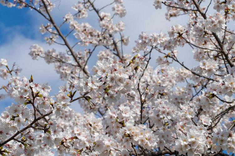 青空と満開の桜 さくら,ソメイヨシノ,青空の写真素材