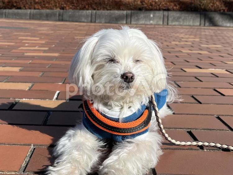 犬の散歩 犬,かわいい犬,さんぽの写真素材