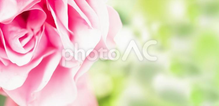ピンクのバラの花をベースにした背景素材 バラ,薔薇,ピンクの写真素材