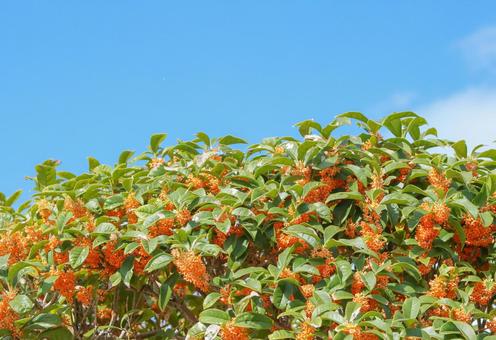キンモクセイ 金木犀,秋イメージ,花の写真素材