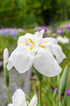 水辺に咲く清楚な白い花菖蒲 水辺に咲く清楚な白い花菖蒲 花菖蒲,白,花の写真素材