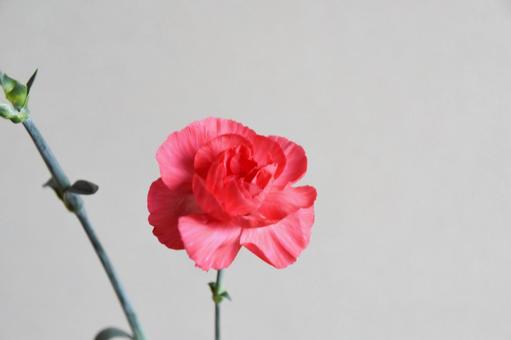 ピンクのカーネーション カーネーション,ピンク,花の写真素材
