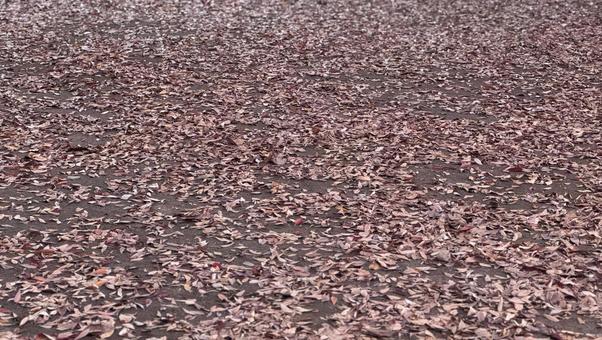 均一に広がる紅葉した落ち葉 落ち葉,枯れ葉,晩秋の写真素材