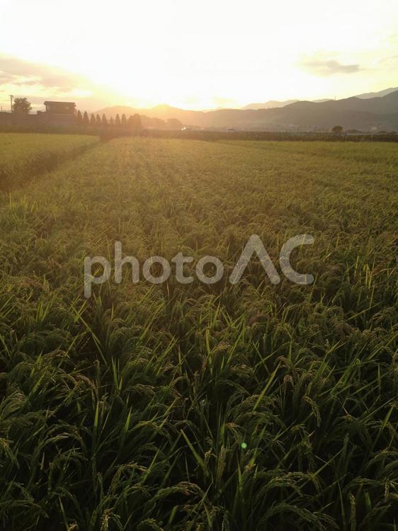 夕暮れの田んぼ たんぼ,田んぼ,収穫の写真素材