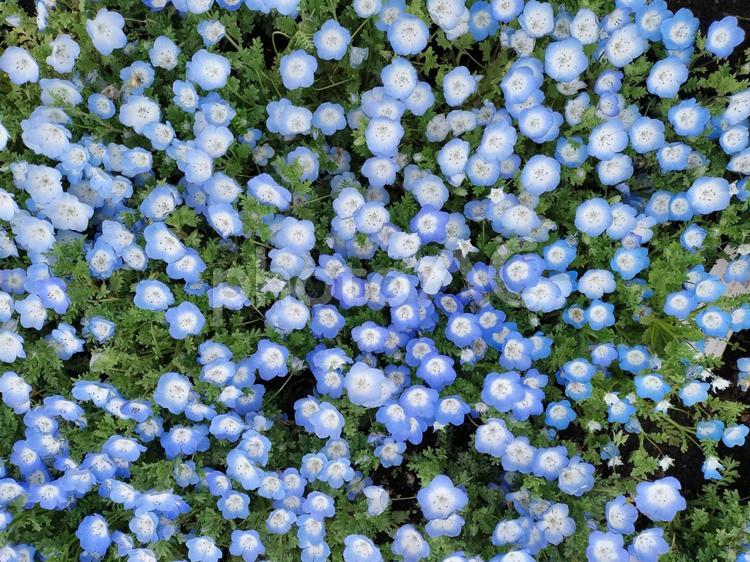 花ざかり　水色の花の絨毯 花,水色,青の写真素材
