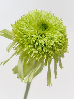 グリーン色のエキナセアの花 グリーン色のエキナセアの花 花,植物,エキナセアの写真素材