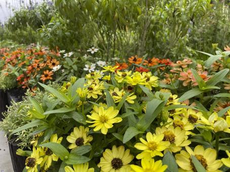 花壇 花壇 花壇,花,ガーデニングの写真素材