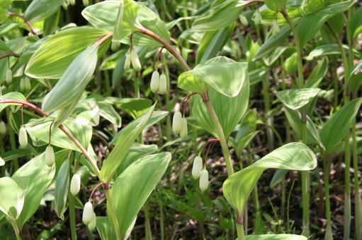 Scenery of Polygonatum sieboldii blooming, mountain grass, top of stem, bow-shaped curve, JPG