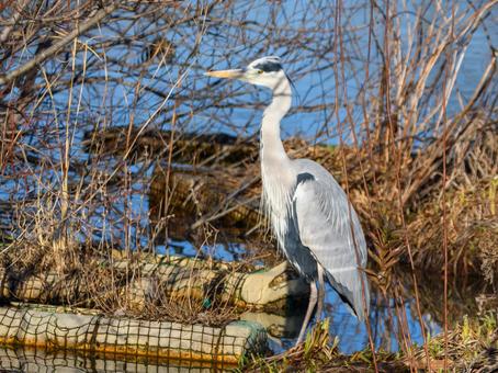 水辺に佇むアオサギ アオサギ,サギ,鳥の写真素材