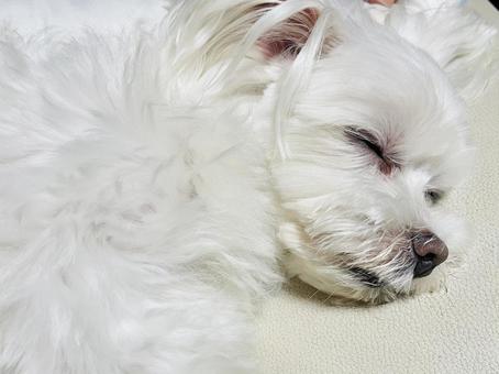 犬の寝顔の写真