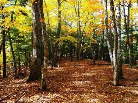 紅葉（瑞牆山）の写真