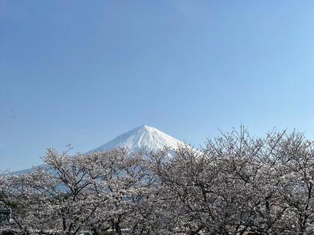 春爛漫、富士山と桜の競演 春爛漫、富士山と桜の競演の写真