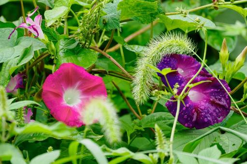 自生するアサガオ⑴ 自生するアサガオ⑴ 花,アサガオ,植物の写真素材