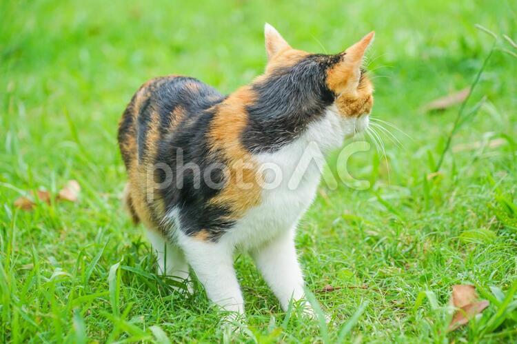 草原に佇む三毛猫 三毛猫,猫,草原の写真素材