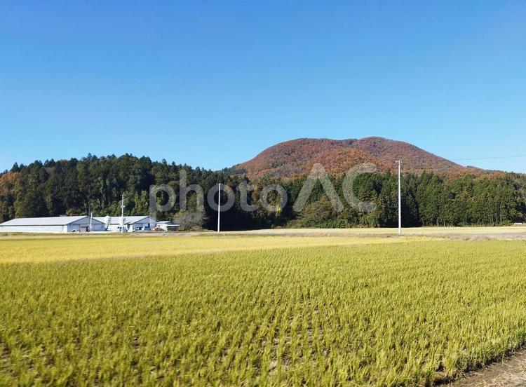 田舎の風景 田んぼ,山,紅葉の写真素材