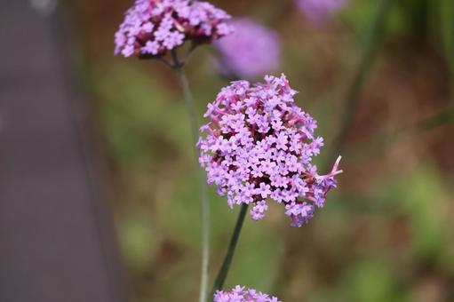 ピンク色のバーベナの花のアップ ピンク色のバーベナの花のアップの写真