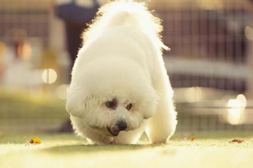 ふんわりビションフリーゼ 犬,ビションフリーゼ,いぬの写真素材