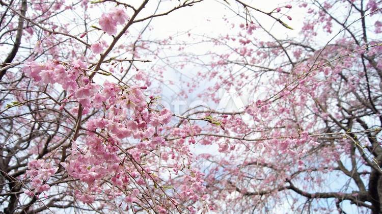 枝垂桜-216 桜,シダレザクラ,ヤエベニシダレの写真素材