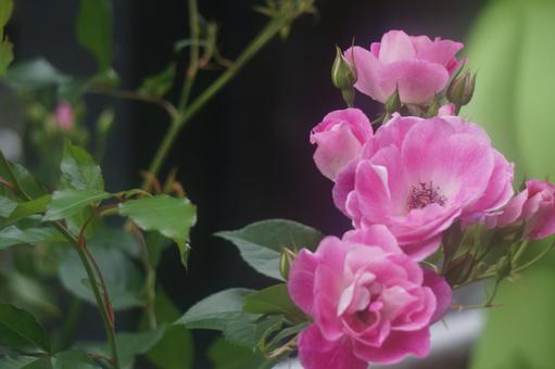薔薇 薔薇の写真