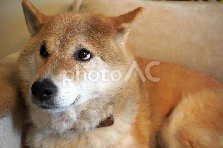 漫画のような表情の芝犬 柴犬,柴,シバの写真素材
