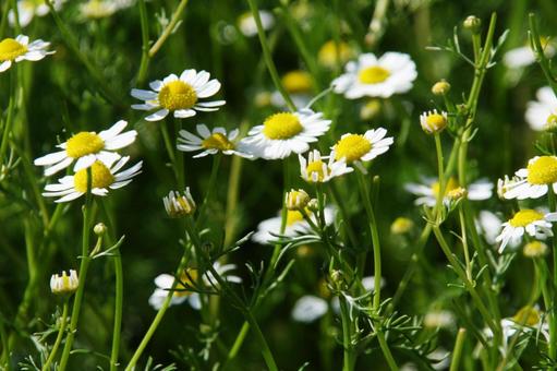 ジャーマンカモミール 咲く風景 ジャーマンカモミール,ハーブ,頭状花の写真素材