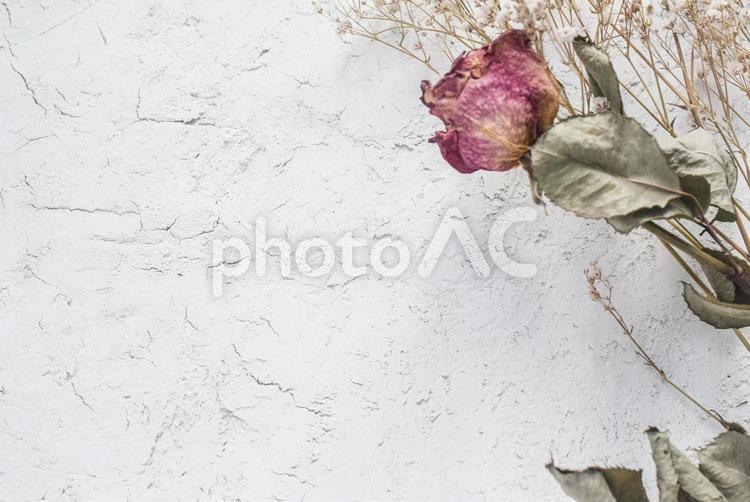 バラのドライフラワーとかすみ草と白壁 白壁,かすみ草,霞草の写真素材