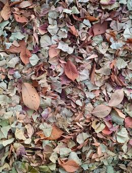 落ち葉 落ち葉,秋,落葉の写真素材