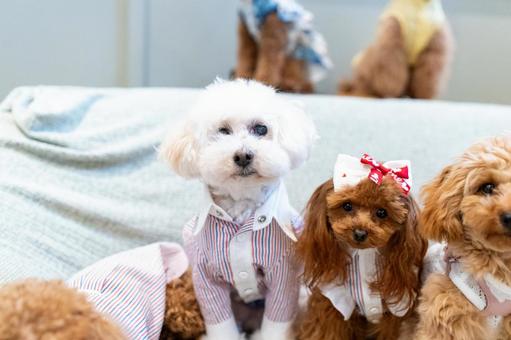 トイプードル トイプードル,トイプー,犬の写真素材
