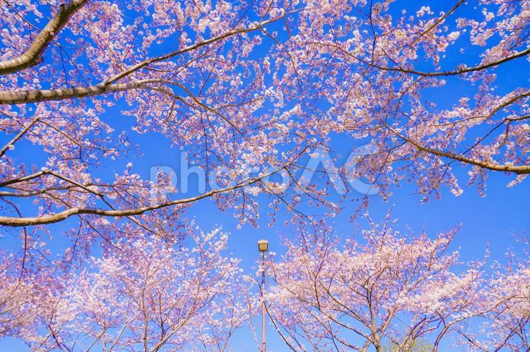 満開の桜と晴天の青空（調布飛行場） 桜,青空,晴天の写真素材