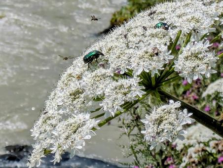 ウシュグリ村の花と昆虫 花,フラワー,ワイルドフラワーの写真素材