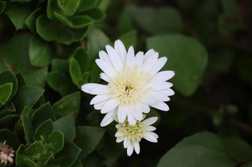 白い花びらのオステオスペルマムの花の写真