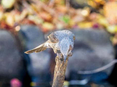 杭にとまるヒヨドリ 杭にとまるヒヨドリ ヒヨドリ,野鳥,鳥の写真素材