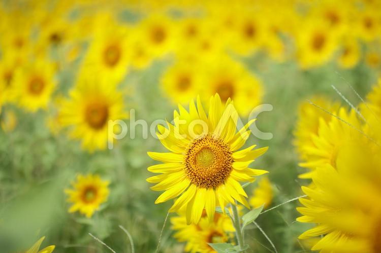 向日葵 ひまわり,向日葵,畑の写真素材